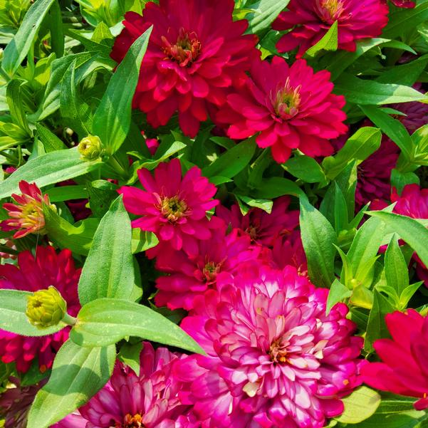 Zinnia marylandica Zydeco™ 'Cherry' Image