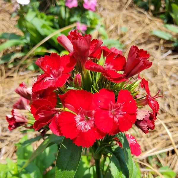 Dianthus Dart™ 'Scarlet' Image