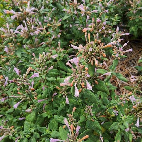 Agastache Arizona™ 'Sunset' Image