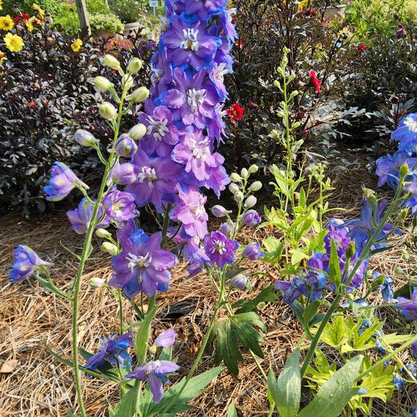Delphinium Aurora™ 'Blue' Image