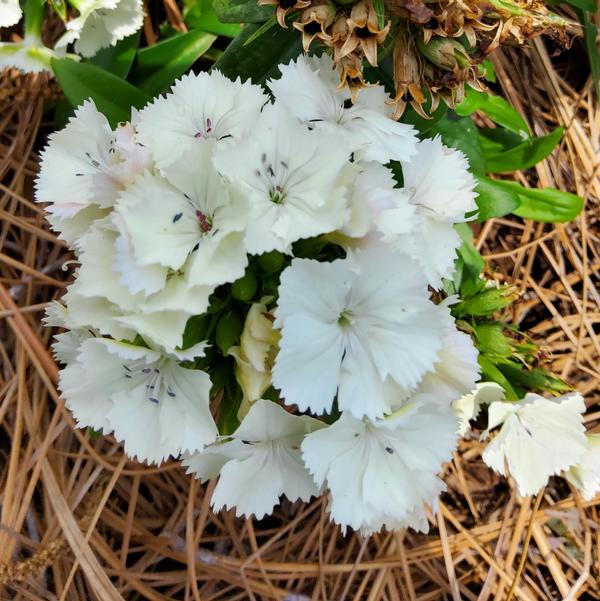 Dianthus Dart™ 'White' Image