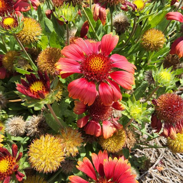 Gaillardia aristata 'Low Rider™' Image