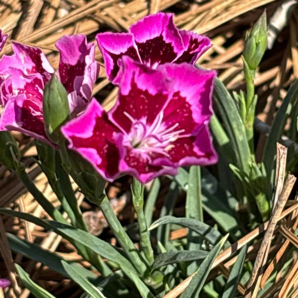 Dianthus hybrid Cliff 'Pink Spot' Image