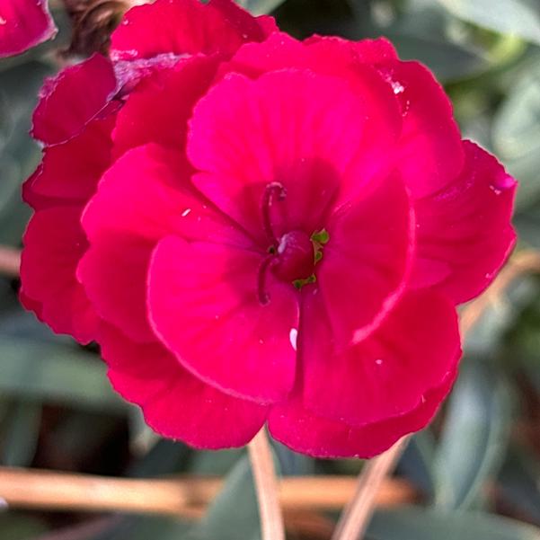 Dianthus hybrid Cliff 'Red Spot' Image