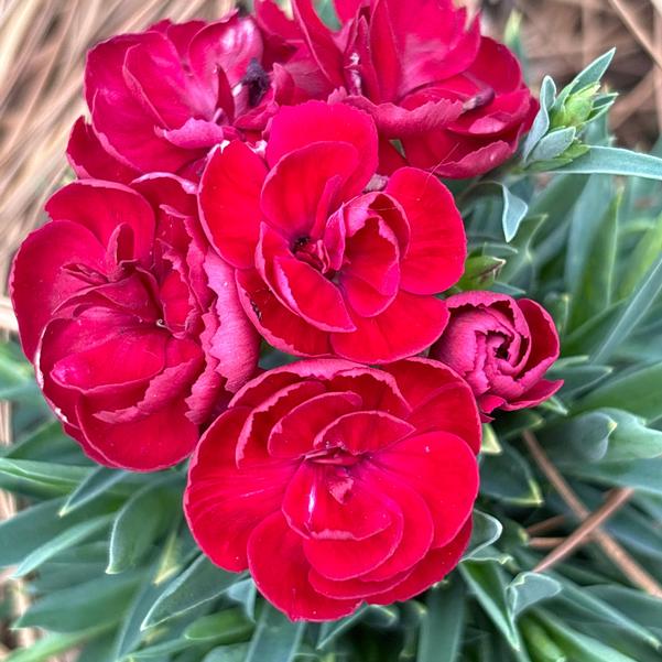 Dianthus hybrid Peman 'Red' Image