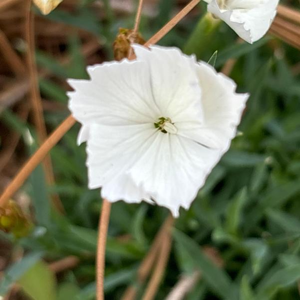 Dianthus hybrid Rock Candy Image