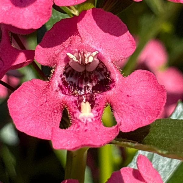 Angelonia Angelface® 'Perfectly Pink' Image