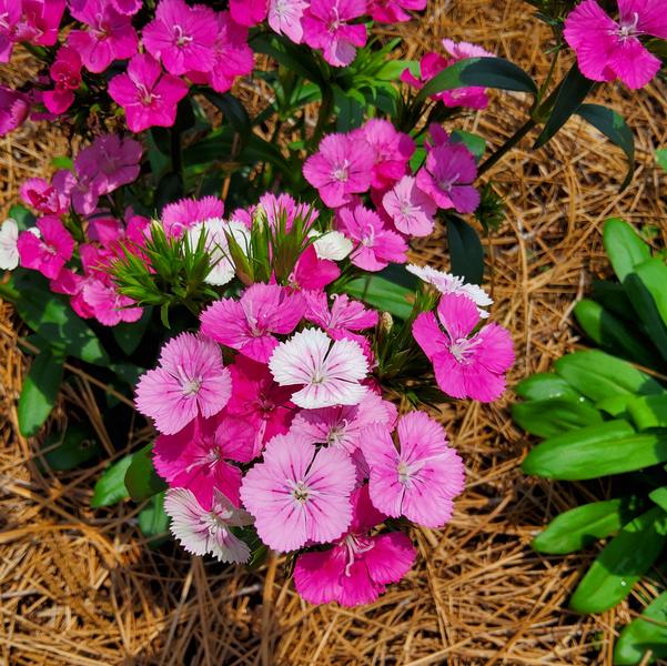 Dianthus Interspecific Jolt™ 'Pink Magic' Image