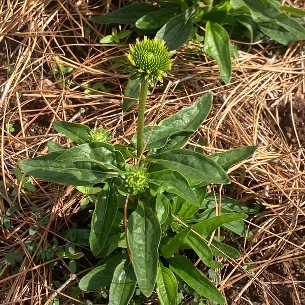 Echinacea KISMET® ''Pink Lemonade'' Image