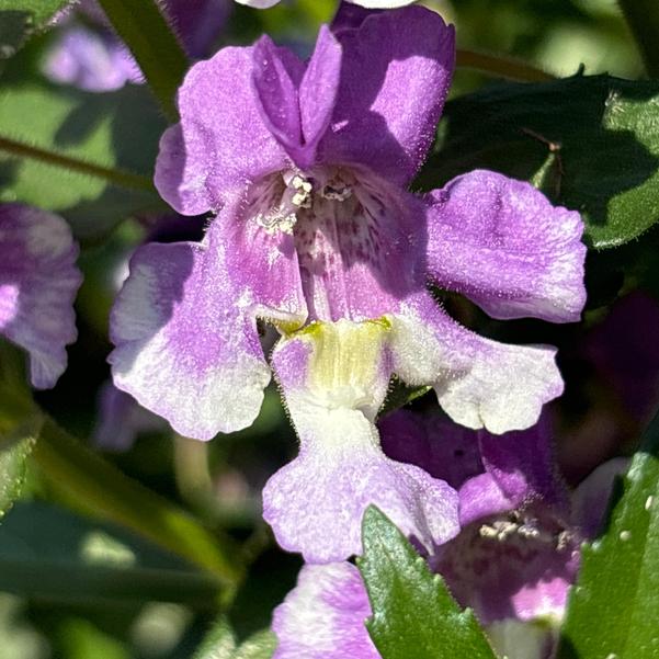 Angelonia Angelface® 'Wedgwood Blue' Image