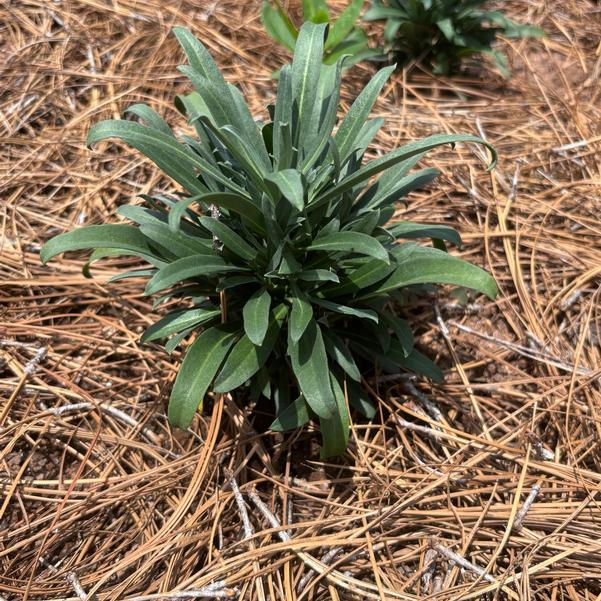 Erysimum hybrid Intense 'Brilliance' Image