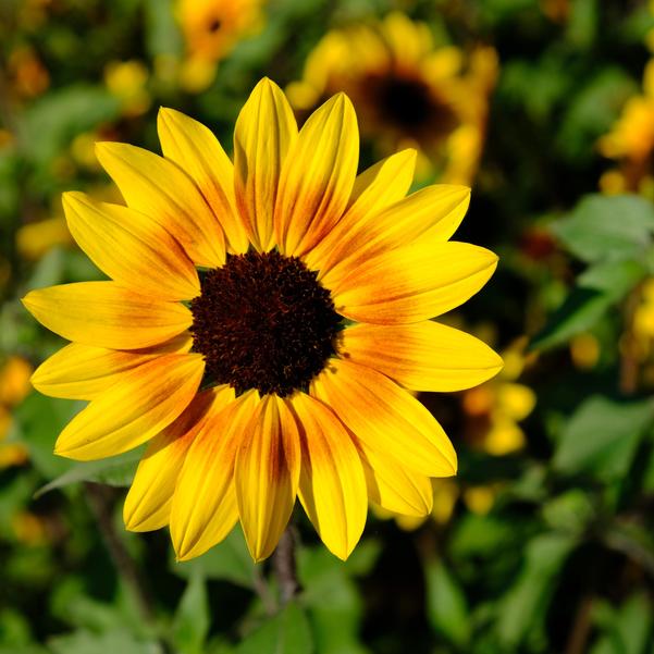 Helianthus Suncredible® 'Saturn' Image