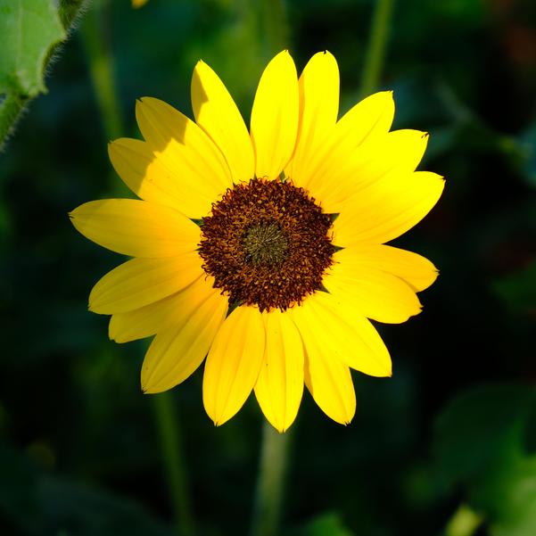 Helianthus Suncredible® 'Yellow' Image