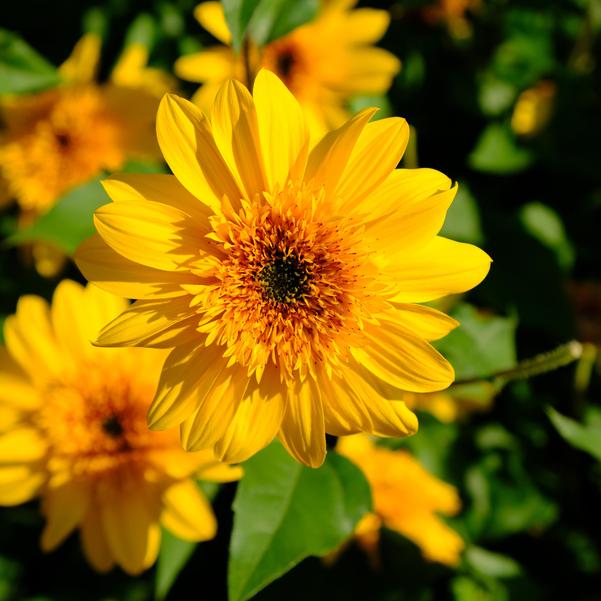 Helianthus annuus Sunfinity® 'Double Yellow' Image