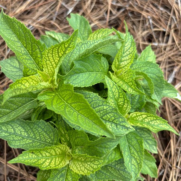 Heliopsis Oriole Variegata Image