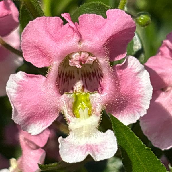 Angelonia Angelface® 'Wedgwood Pink' Image