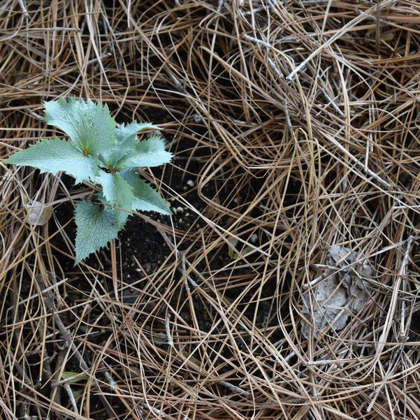 Helleborus Pike's Peak Image