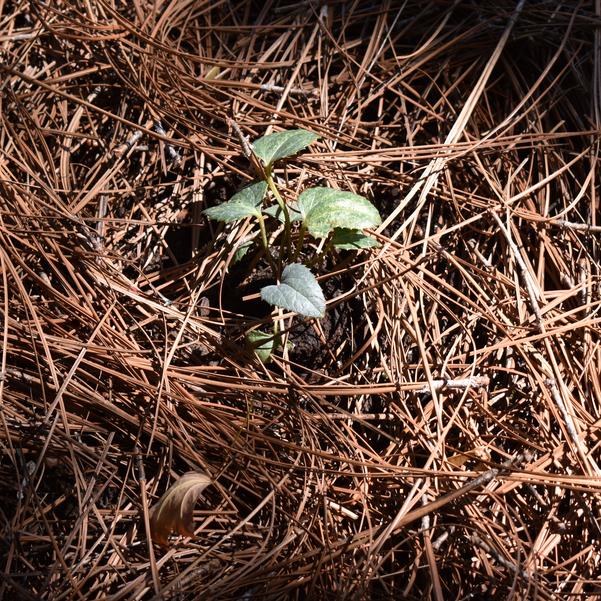 Helleborus Mt. Nebo Image