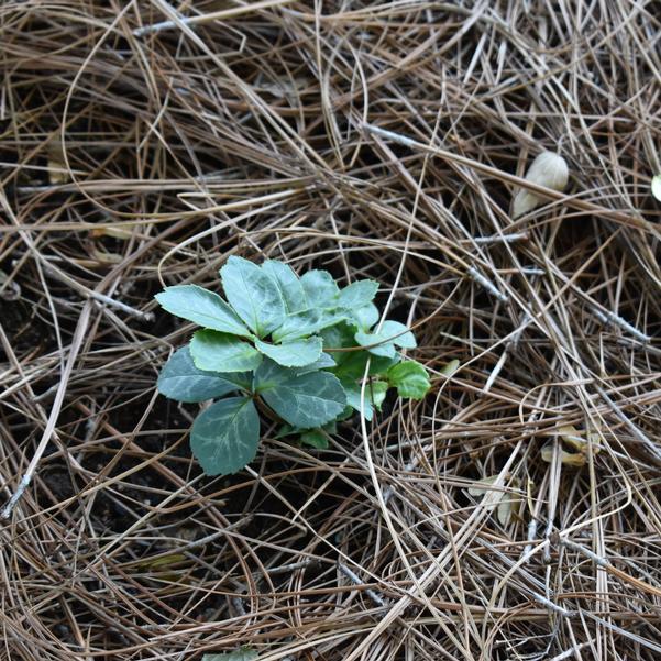 Helleborus Hollowtop Mountain Image