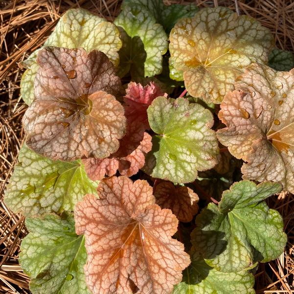 Heuchera ''Changeling'' Image