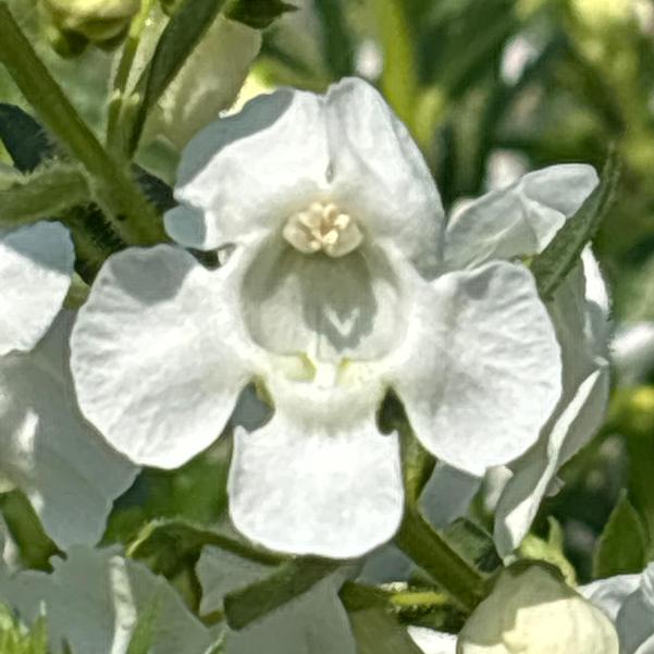 Angelonia Angelface® 'White (Imp)' Image