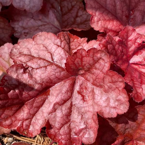 Heuchera ''Peach Smoothie'' Image