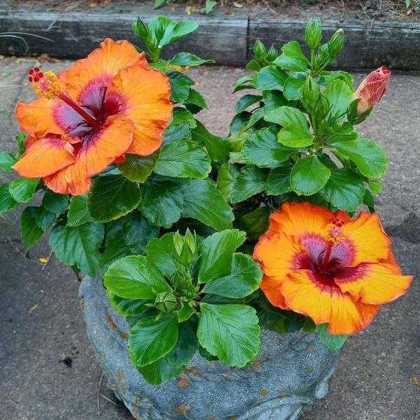 Hibiscus Hollywood® 'Sunset Boulevard™' Image