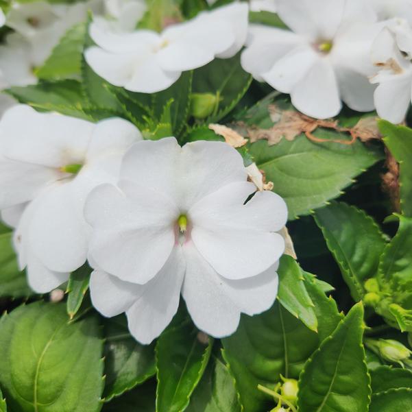 Impatiens Sol Luna 'Prime White' Image