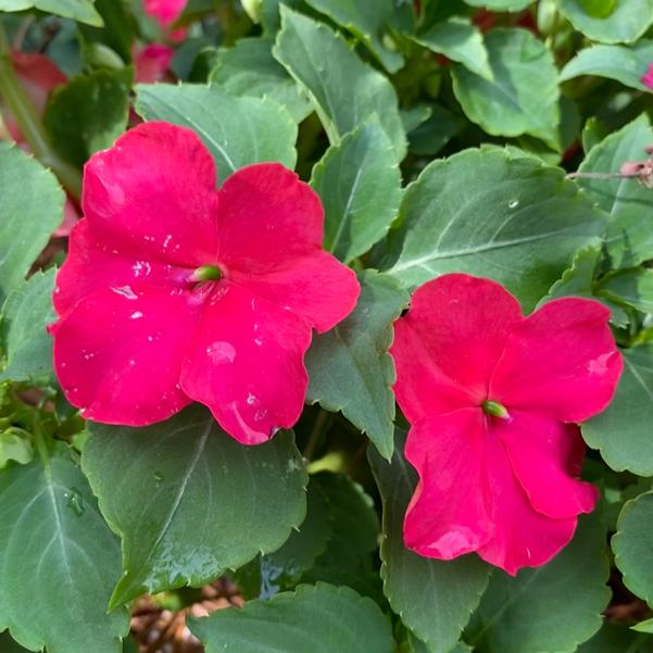 Impatiens Beacon® 'Lipstick' Image