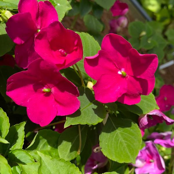 Impatiens Beacon® 'Chicago Mix' Image