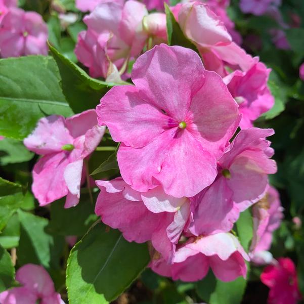 Impatiens Beacon® 'Otway Mix' Image