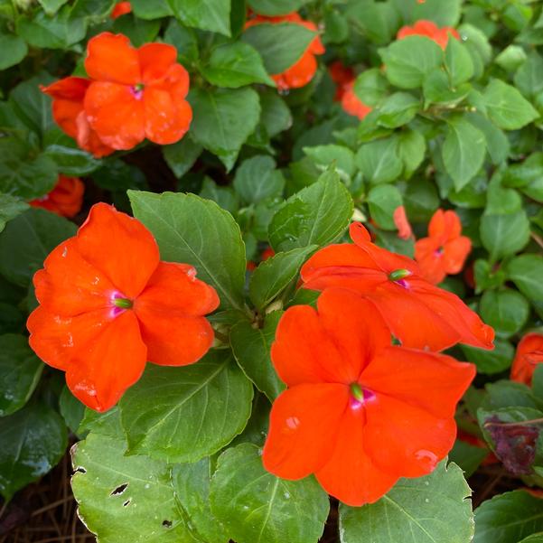 Impatiens Beacon® 'Orange' Image