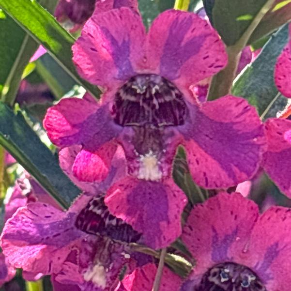 Angelonia Guardian Angel™ 'Blue' Image