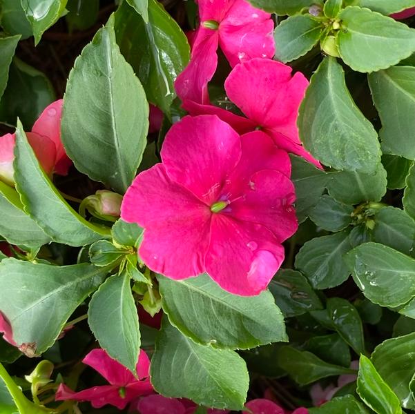 Impatiens Beacon® 'Rose' Image