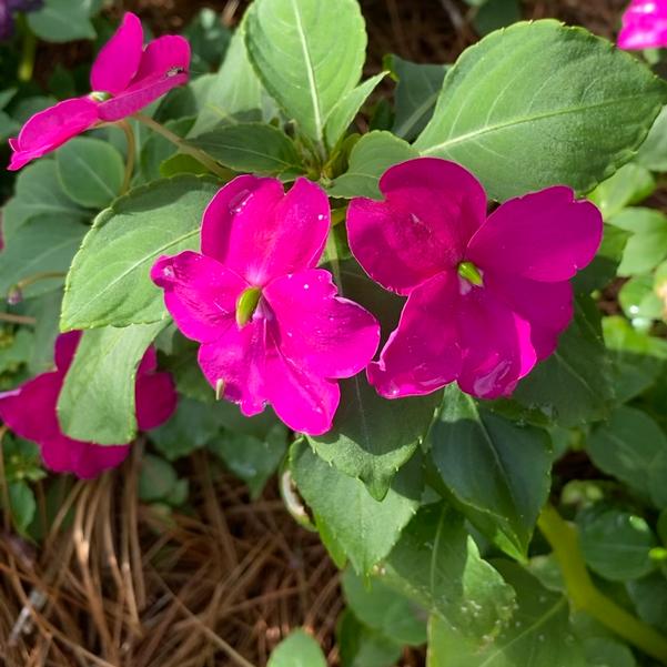 Impatiens Beacon® 'Violet Shades' Image