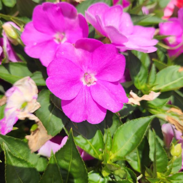 Impatiens x hybrida hort SunPatiens® 'Compact Lavender' Image