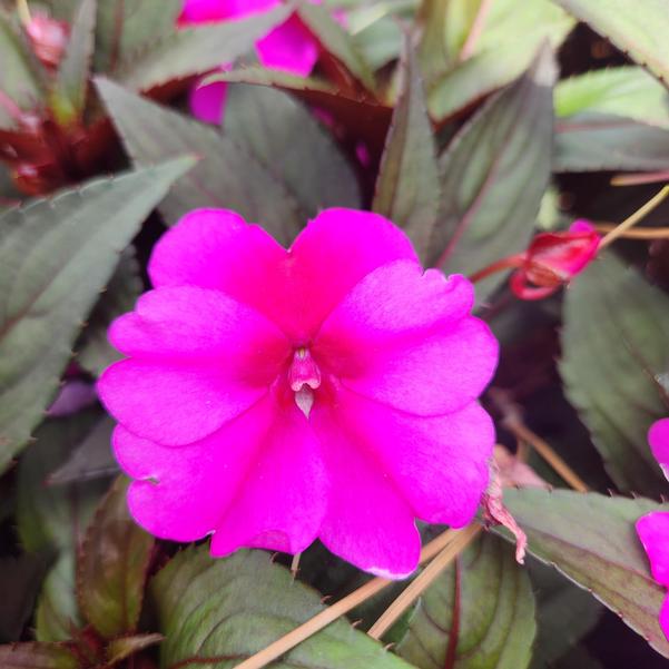 Impatiens x hybrida hort SunPatiens® 'Compact Purple Candy Imp.' Image