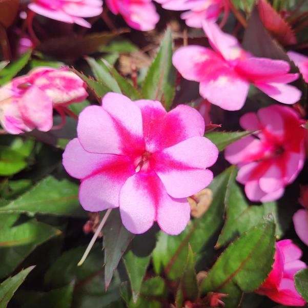 Impatiens x hybrida hort SunPatiens® 'Compact Red Candy' Image