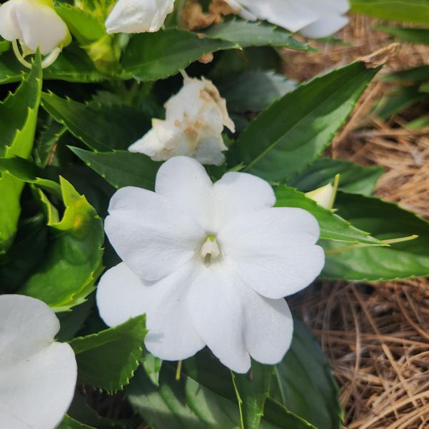 Impatiens x hybrida hort SunPatiens® 'Compact Classic White' Image