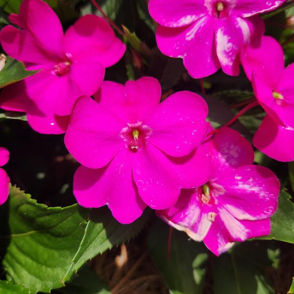 Impatiens x hybrida hort SunPatiens® 'Vigorous Purple' Image