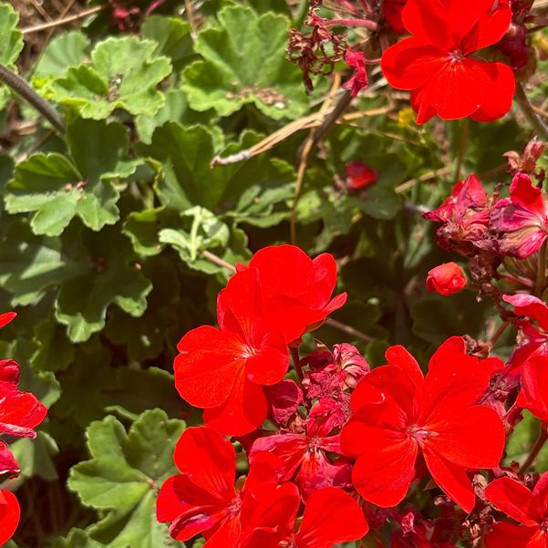 Interspecific Geranium Solera™ 'Orange' Image