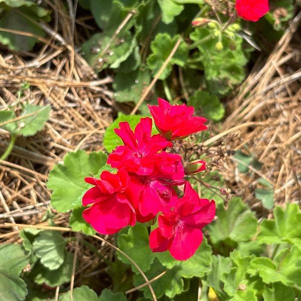 Interspecific Geranium Solera™ 'Fuschia' Image