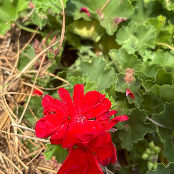 Interspecific Geranium Solera™ 'Red' Image