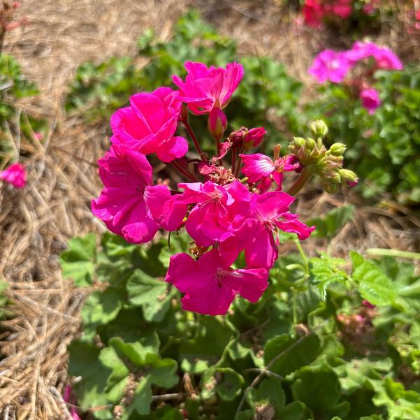 Interspecific Geranium Solera™ 'Watermelon' Image