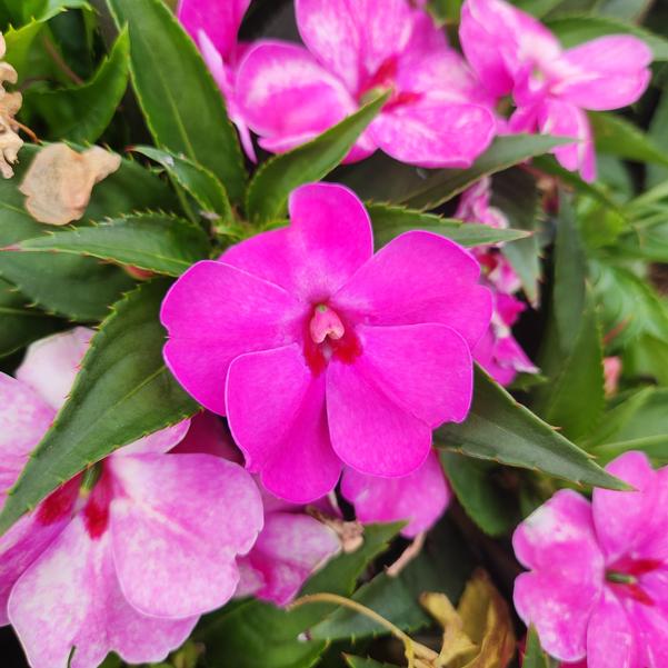 Interspecific Impatiens Solarscape® 'XL Pink Jewel' Image