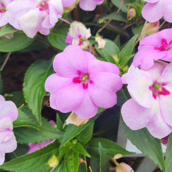 Interspecific Impatiens Solarscape® 'XL Lilac Spark' Image