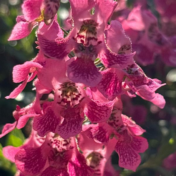 Angelonia AngelFlare™ 'Orchid Pink' Image