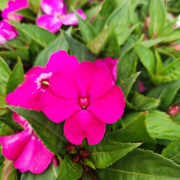 Interspecific Impatiens Solarscape® 'Magenta Bliss' Image