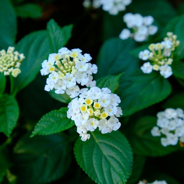 Lantana Heartland 'White 2025' Image