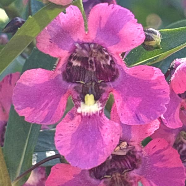 Angelonia Guardian Angel™ 'Berry Sparkler' Image